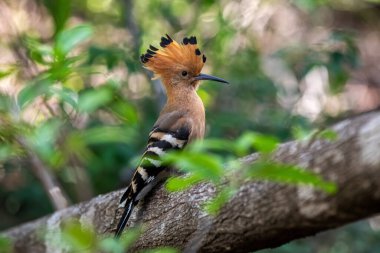 Madagaskar hoopoe (Upupa marginata), Upupidae familyasından bir hupoe türü. Endemik kuş ağaç gövdesinde oturuyor. Isalo Ulusal Parkı, Madagaskar Vahşi Yaşam Hayvanı.