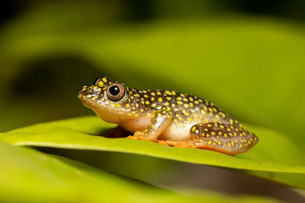 Frog Reed Malam Berbintang Heterixalus Alboguttatus Spesies Katak Endemik Dalam — Stok Foto