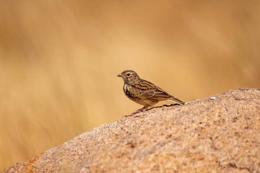 Madagaskar tarlası (