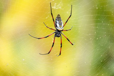 Altın İpek Orb-Weaver, (Trichonephila / Nephila inaurata madagascariensis), araneomorph örümceklerinin cinsi, ördükleri etkileyici ağlarla tanınır. Ranomafana Ulusal Parkı, Madagaskar Vahşi Yaşam Hayvanı