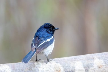 Madagaskar Magpie-Robin Erkeği, (Copsychus albospecularis), Kirindy Ormanı, Madagaskar vahşi yaşam hayvanı