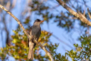 Kuş Malagasy Bulbul (Hypsipetes madagascariensis), Bulbul familyasından, Pycnonotidae, Ranomafana Ulusal Parkı, Madagaskar 'da yaşayan bir kuş türü.