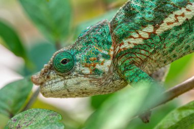 Globe-horned chameleon or flat-casqued chameleon (Calumma globifer) Male, Reserve Peyrieras Madagascar Exotic, Madagascar wildlife animal