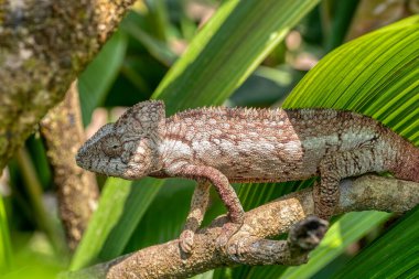 Malagasy giant chameleon or Oustalet's chameleon (Furcifer oustaleti), large species of endemic chameleon, Reserve Peyrieras Madagascar Exotic. Madagascar wildlife animal