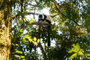 Endemik siyah-beyaz yakut lemuru (Varecia variegata subcincta), doğal yaşam alanındaki ağaç tepesinde asılan yakutlu lemur türü. Ranomafana Ulusal Parkı. Madagaskar vahşi yaşam hayvanı.