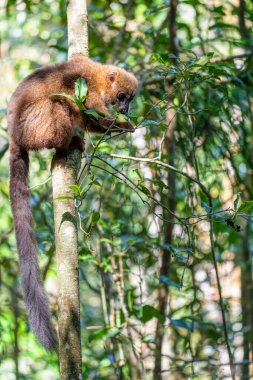 Eastern lesser bamboo lemur, (Hapalemur griseus), Endangered endemic animal on bamboo and feeding in rain forest, Ranomafana, Madagascar wildlife animal.