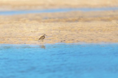 Common sandpiper (Actitis hypoleucos), small Palearctic wader. Bird in on river bank. Kivalo, Madagascar wildlife animal