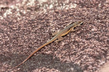 Grandidier's Madagascar swift (Oplurus grandidieri), endemic species of saxicolous (rock dwelling) lizard in the family Opluridae, Andringitra National Park, Madagascar animal wildlife