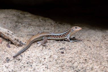 Zonosaurus karsteni, Karsten's girdled lizard, endemic species of lizard in the family Gerrhosauridae, Tsingy De Bemaraha, Madagascar wildlife animal clipart