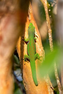 Phelsuma quadriocellata is a species of gecko known by the common name peacock day gecko, Endemic lizard in Ranomafana National Park. Madagascar wildlife animal.