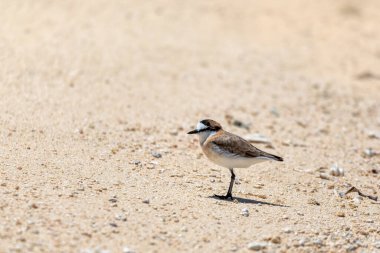 White-fronted plover or white-fronted sandplover bird (Charadrius marginatus), small shorebird of the family Charadriidae that inhabits sandy beaches, Nosy Ve, Madagascar wildlife animal
