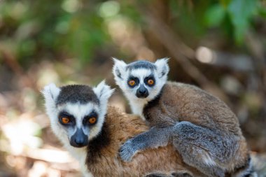 Halka kuyruklu lemur (Lemur catta), sırtında bebekle taş üstünde oturan anne. Anja Bölgesi Koruma Alanında nesli tükenmekte olan bir hayvan, Madagaskar vahşi yaşam hayvanı.