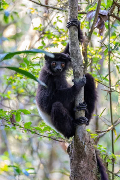 Siyah vücutlu Lemur, Milne-Edwards 'ın sifaka' sı (Propithecus edwardsi) veya Milne-Edwards 'ın Simpona' sı. Yağmur ormanlarında nesli tükenmekte olan bir hayvan. Ranomafana Ulusal Parkı. Madagaskar vahşi yaşam hayvanı.