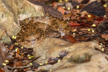 Cat-eyed Snake, Madagascarophis colubrinus is a species of snake of the family Pseudoxyrhophiidae, nocturnal snake, Kirindy Forest, Madagascar wildlife animal