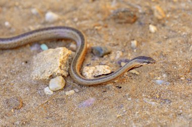Gold-collared Snake (Liophidium rhodogaster), Liophidium is a genus of endemic snakes in the family Pseudoxyrhophiidae, Isalo National Park