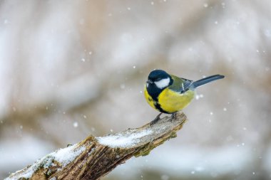 Common european bird Eurasian blue tit (Cyanistes caeruleus) in the winter nature perched on tree trunk. Czech Republic wildlife