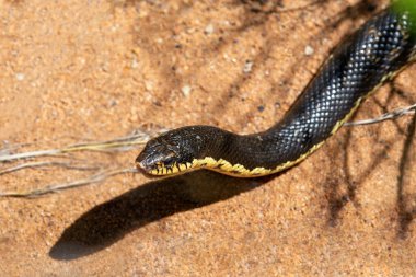 Leioheterodon madagascariensis, Malagasy Giant Hognose, harmless species of endemic snake, Zombitse-Vohibasia National Park, Madagascar wildlife animal