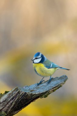 Beautiful colored small bird Eurasian blue tit (Cyanistes caeruleus) in the nature perched on tree trunk in winter time. Czech Republic wildlife