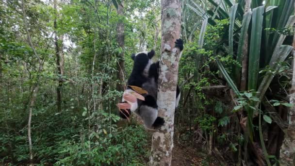 Grootste Levende Maki Indri Indri Indri Babakoto Bedreigde Endemische Dier — Stockvideo