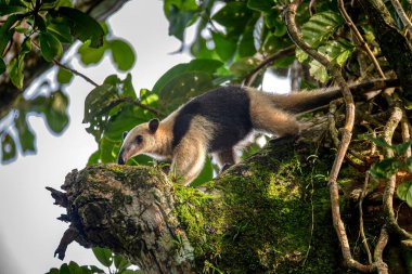 Northern tamandua (Tamandua mexicana), ant eater climg in treetop, Tortuguero Cero, Costa Rica wildlife clipart
