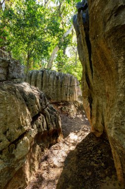 Petit Tsingy de Bemaraha, Madagaskar 'ın batı kıyısı yakınlarındaki Katı Doğa Koruma Alanı. Eşsiz coğrafya, mangrov ormanları ve hayvanlı UNESCO Dünya Mirası. Madagaskar vahşi doğası