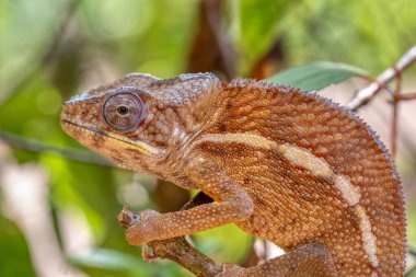 Angel 'ın bukalemunu (Furcifer angeli), Chamaeleo angeli olarak tanımlanmıştır, bukalemunun endemik türleri, Reserve Peyrieras Madagaskar Egzotik, Madagaskar yaban hayatı hayvanı.