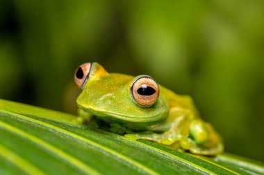 Boophis sibilans, endemic species of frog in the family Mantellidae. Ranomafana National Park, Madagascar wildlife animal