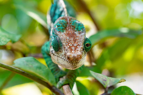 Globe-horned chameleon or flat-casqued chameleon (Calumma globifer) Male, Reserve Peyrieras Madagascar Exotic, Madagascar wildlife animal