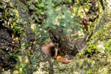 Gephyromantis corvus or guibemantis genus, (Gephyromantis corvus), known as Isalo Madagascar frog, endemic species of frog in the family Mantellidae. Tsingy de Bemaraha, Madagascar wildlife animal
