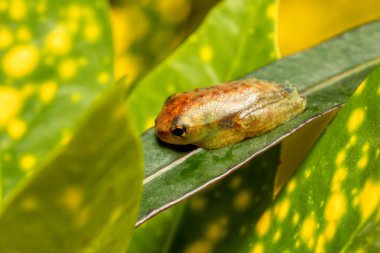 Boophis frog, Juvenile, genus in the mantellid frog subfamily Boophinae, commonly known as bright-eyed or skeleton frogs. Ranomafana National Park, Madagascar wildlife animal