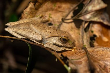 Madagascan Treefrog, Boophis madagascariensis,, endemic species of frog in the family Mantellidae. Andasibe-Mantadia National Park, Madagascar wildlife animal
