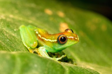 Boophis rappiodes, endemic species of frog in the family Mantellidae. Ranomafana National Park, Madagascar wildlife animal