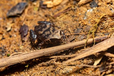 Plethodontohyla frog, endemic genus of microhylid frogs. Ranomafana National Park, Madagascar wildlife animal