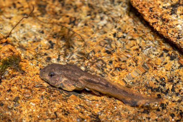 Тадполи Mantidactylus Невеликих Річкових Струмках Ambalavao Andringitra National Park Madagascar — стокове фото