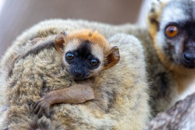 Kızıl Önlü Lemur (Eulemur Rufifron), küçük şirin bir bebeği olan dişi bir lemurdur. Kirindy Ormanı, Madagaskar vahşi hayvan nesli tükenmekte olan bir hayvan..