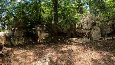 Hiking in touristic trek Petit Tsingy de Bemaraha, Strict Nature Reserve located near the western coast of Madagascar. UNESCO World Heritage with unique geography. Madagascar wilderness landscape