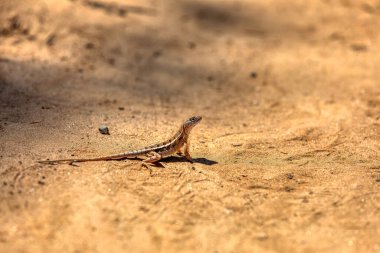Chalarodon madagascariensis, Malagasy karasal iguanian kertenkelesinin endemik türü. Kirindy Ormanı, Madagaskar Vahşi Yaşam Hayvanı