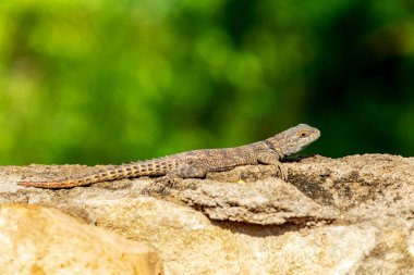 Cuvier 'in Madagaskar Swift' i (Oplurus cuvieri) Madagascan yakalı iguana veya iguanid kertenkele olarak bilinir. Opluridae familyasından endemik bir kertenkele türü. Miandrivazo, Menabe Madagaskar vahşi yaşam hayvanı