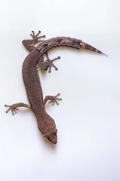 Greater Clawless Gecko Ebenavia Robusta Endemica Piccola Specie Notturna Lucertola — Foto Stock