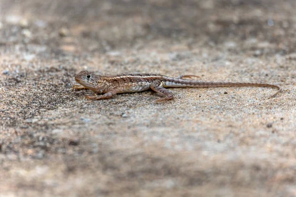 Chalarodon Madagascariensis Endemic Species Malagasy Terrestrial Iguanian Lizard Tsingy Bemaraha — Stock Photo, Image