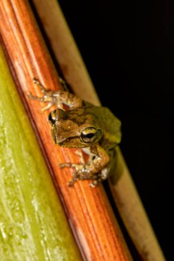 Boophis doulioti, endemic species of frog in the family Mantellidae. Tsingy de Bemaraha, Madagascar wildlife animal