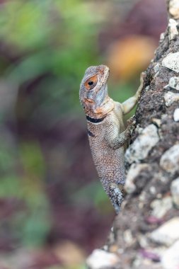 Cuvier 'in Madagaskar Swift' i (Oplurus cuvieri) Madagascan yakalı iguana veya iguanid kertenkele olarak bilinir. Opluridae familyasından endemik bir kertenkele türü. Tsingy de Bemaraha, Madagaskar vahşi yaşam hayvanı