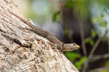 Cuvier 'in Madagaskar Swift' i (Oplurus cuvieri) Madagascan yakalı iguana veya iguanid kertenkele olarak bilinir. Opluridae familyasından endemik bir kertenkele türü. Tsingy de Bemaraha, Madagaskar vahşi yaşam hayvanı