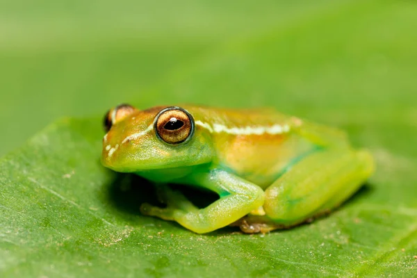 Boophis Rappiodes Endemic Species Frog Family Mantellidae Ranomafana National Park — Stock Photo, Image