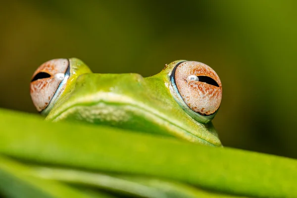 Boophis Sibilans 是Mantellidae科特有的青蛙种类 Ranomafana国家公园 马达加斯加野生动物 — 图库照片