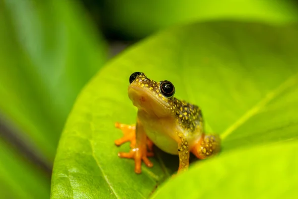 Starry Night Reed Frog Heterixalus Alboguttatus Species Endemic Frogs Family — Foto de Stock