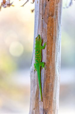 Phelsuma grandis, Phelsuma kertenkeleleri grubunun bir parçası olan gündüz kertenkelesinin gündelik diurnal türleri. Antsiranana, Madagaskar vahşi yaşam hayvanı