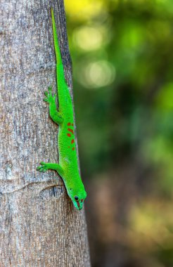 Phelsuma grandis, Phelsuma kertenkeleleri grubunun bir parçası olan gündüz kertenkelesinin gündelik diurnal türleri. Ankarana Özel Rezervi, Madagaskar vahşi yaşam hayvanı