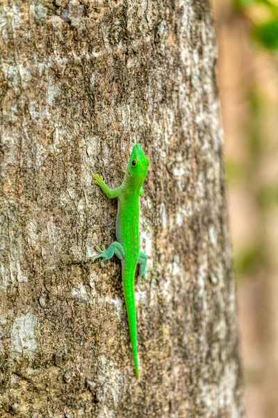 Koch Giant Day Gecko Phelsuma Kochi Endemiska Arter Gecko Ödla — Stockfoto