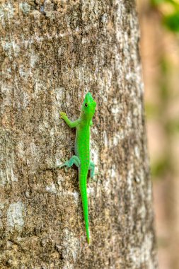 Koch 'un dev gündüz kertenkelesi (Phelsuma kochi), Gekkonidae familyasından bir kertenkele türü, Ankarafantsika Ulusal Parkı, Madagaskar vahşi yaşam hayvanı.